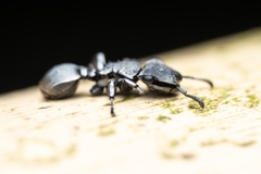 Cephalotes basalis