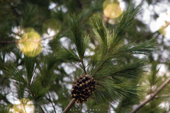 Pinus stylesii
