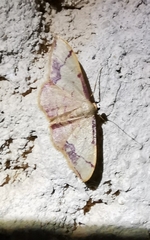Idaea ostrinaria