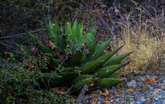 Agave gentryi