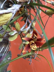 Maxillaria tenuifolia