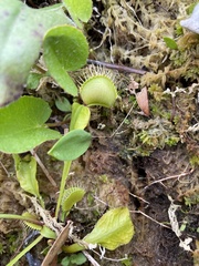 Dionaea