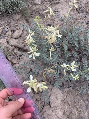 Astragalus curvicarpus
