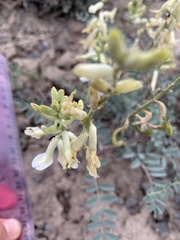 Astragalus curvicarpus