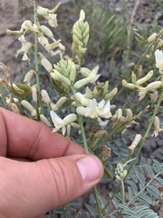 Astragalus curvicarpus