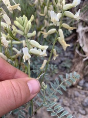 Astragalus curvicarpus