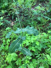 Asclepias amplexicaulis
