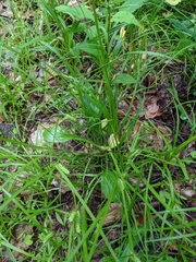 Carex baileyi