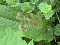 Pegomya bicolor