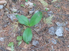 Clintonia borealis