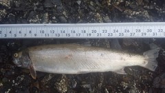 Salvelinus malma