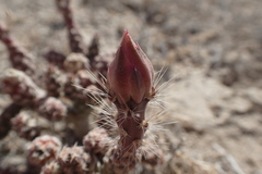 Micropuntia pulchella
