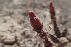 Micropuntia pulchella