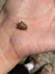 Euschistus ictericus