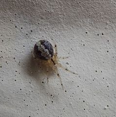 Theridion