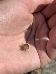 Euschistus ictericus