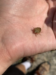 Euschistus ictericus