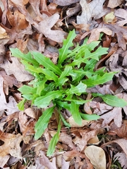 Hypochaeris chillensis