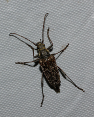 Anthophylax attenuatus