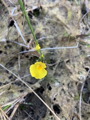Utricularia intermedia