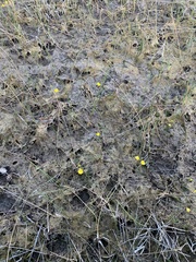 Utricularia intermedia