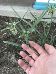 Tradescantia occidentalis