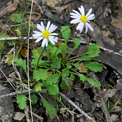 Brachyscome salkiniae