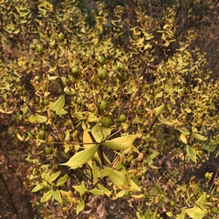 Hypericum canariense