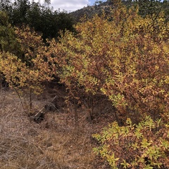 Hypericum canariense