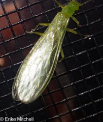 Alloperla