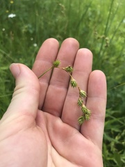 Carex projecta