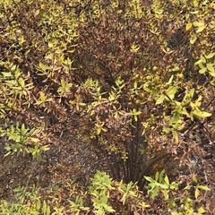 Hypericum canariense