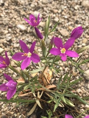 Zeltnera beyrichii