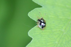 Deloyala guttata