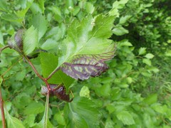 Dysaphis crataegi