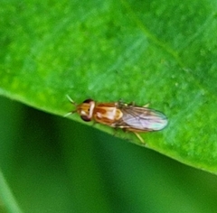 Ectecephala unicolor