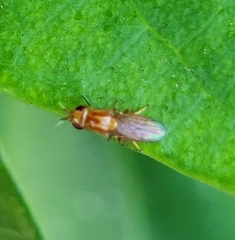Ectecephala unicolor