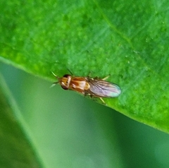 Ectecephala unicolor