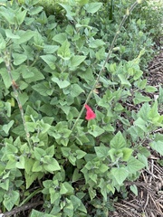 Salvia darcyi