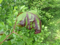 Dysaphis crataegi