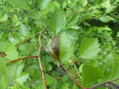 Dysaphis crataegi
