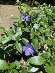 Vinca minor