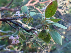 Arctostaphylos hispidula