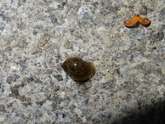 Ampullaceana balthica
