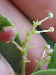 Arctostaphylos hispidula