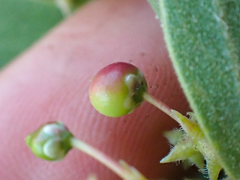 Arctostaphylos hispidula