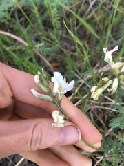 Astragalus conjunctus
