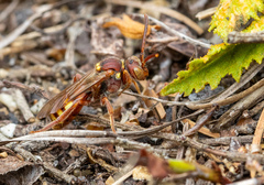Nomada imbricata