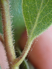Arctostaphylos hispidula
