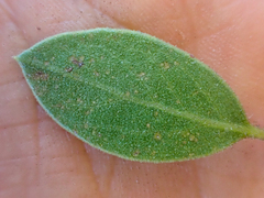 Arctostaphylos hispidula